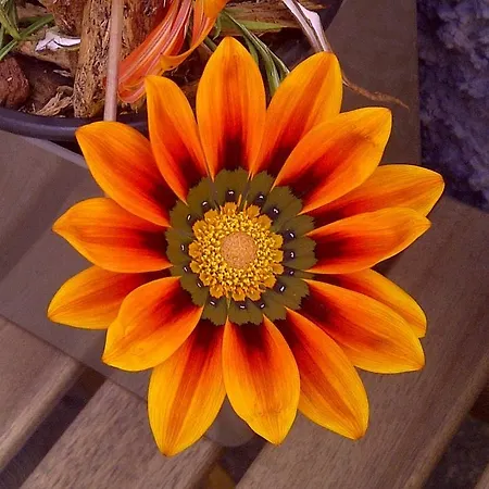 Casa Da Avo Clementina Funchal